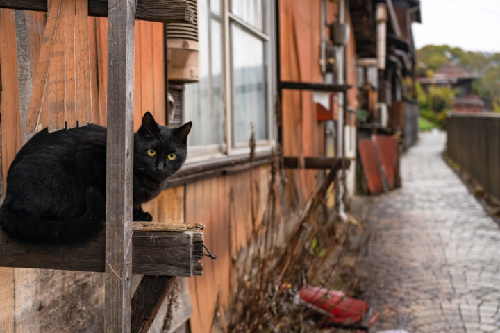 家に入ってくるスピリチュアルな意味は？状況別に野良猫の意味を紹介！