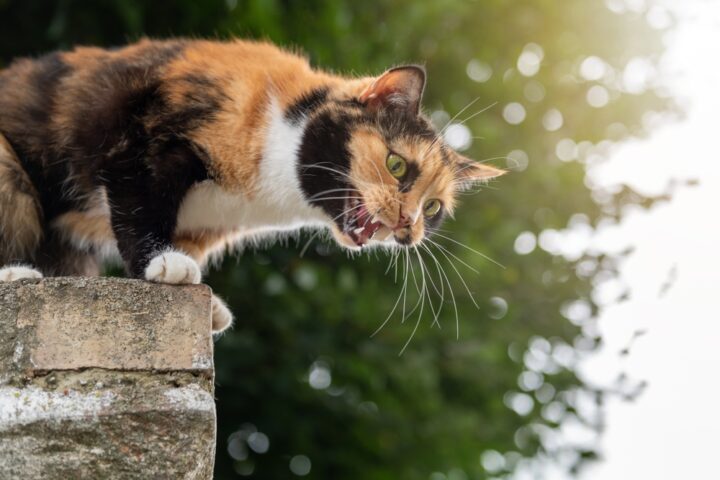 野良猫が自宅の前で鳴いている