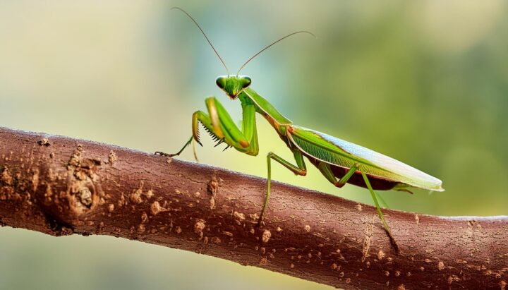 カマキリは幸運が訪れる前触れ？スピリチュアルな意味を色別・状況別に解説！