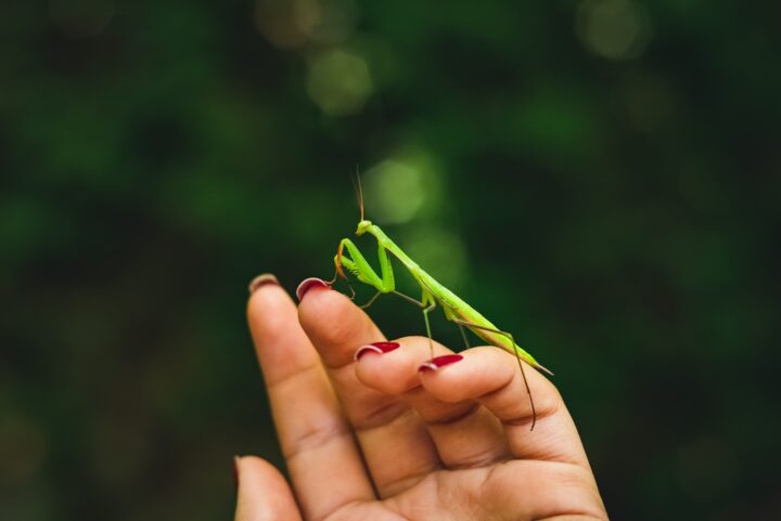 カマキリのスピリチュアルな意味を状況別にくわしく解説！