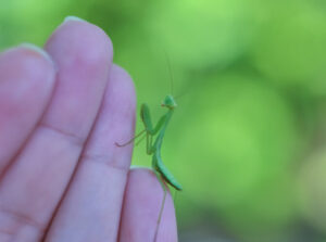 小さいカマキリの持つメッセージ