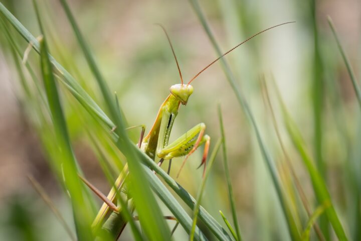 カマキリは幸運が訪れる前触れ？カマキリのスピリチュアルな意味8選