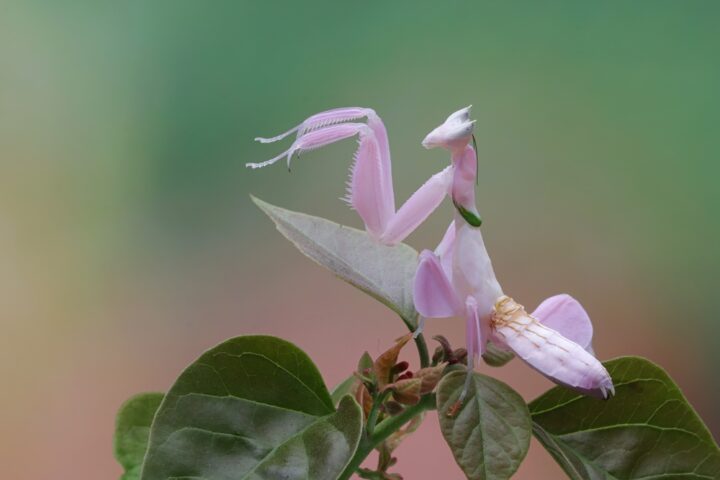 カマキリのスピリチュアルな意味を色別にくわしく解説！