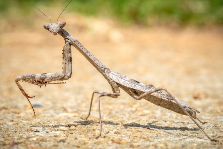 茶色のカマキリの持つメッセージ