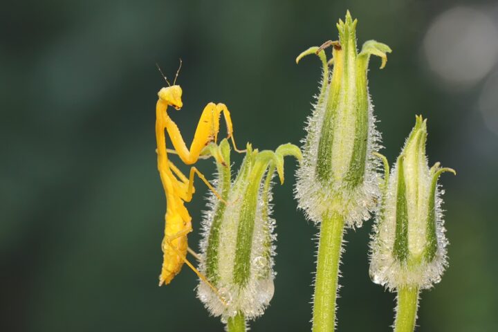 黄色のカマキリの持つメッセージ