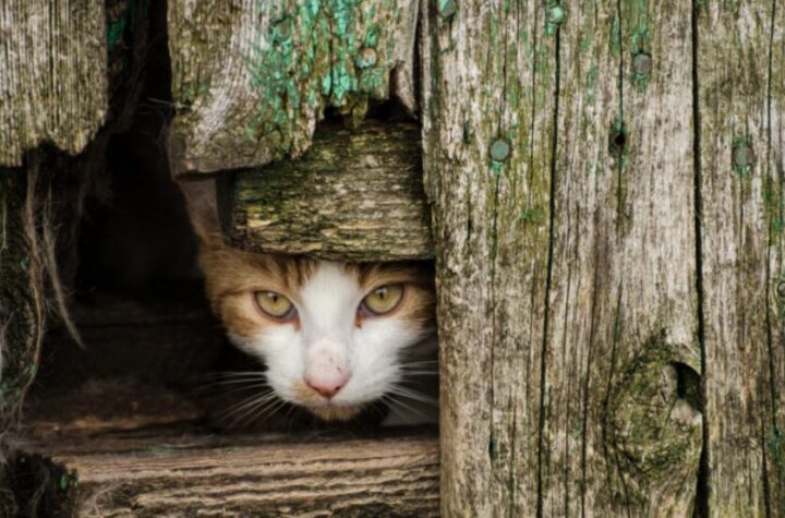 野良猫が来る家は運気が良い？家に入ってくるスピリチュアルな意味は？