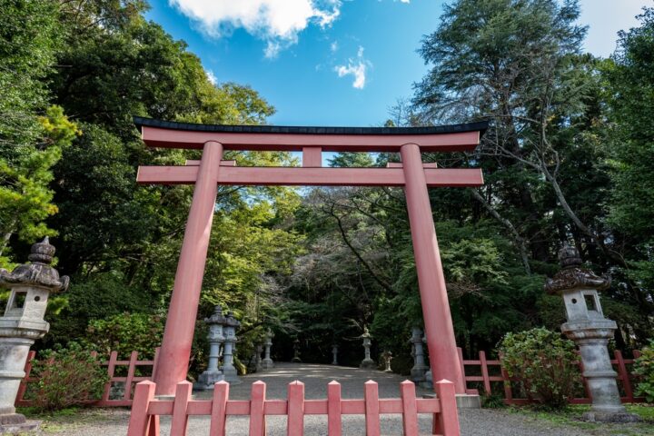 アオダイショウを神社で見かけた