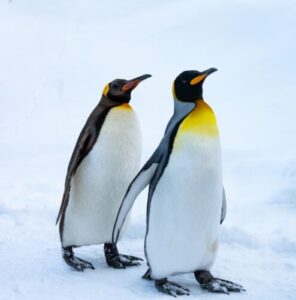 【2024】運気の上がる幸運待ち受け③：ペンギン