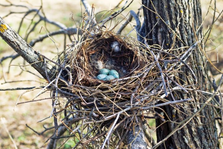 カラスがうるさい時期は？カラスがずっと鳴いてる時に気をつけること