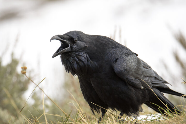 カラスがうるさい時の予兆とは？鳴く回数で地震がわかるって本当？