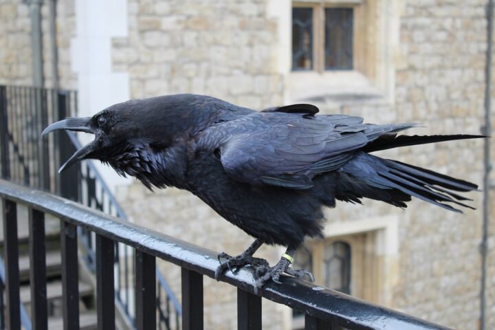 カラスが鳴く回数そこからわかること