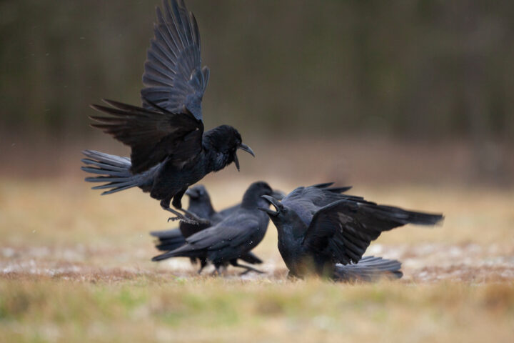 カラスが朝や昼に鳴く理由