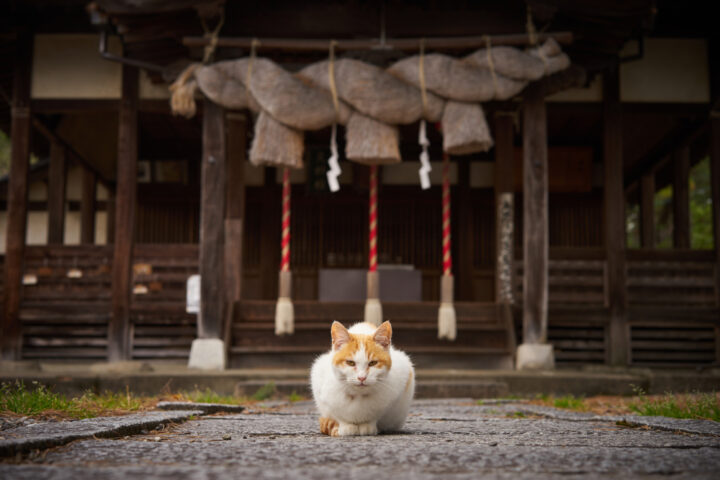 動物や虫など、生き物に出会う