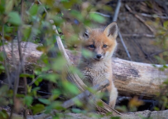 野生のキツネ以外でも縁起がいいの？キツネの種類ごとのメッセージは？