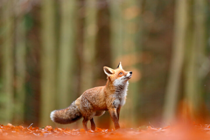 野生のキツネは縁起がいいって本当？キツネのスピリチュアルな意味は？