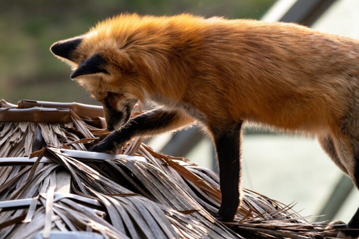 キツネが自分の前を横切った