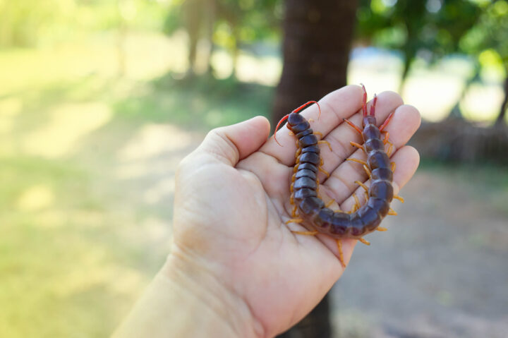 家にムカデが出たら縁起がいい？ムカデのお告げは幸運の前兆って本当？ 