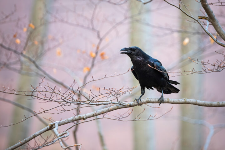 カラスに頭を蹴られる他にもある！状況別カラスのスピリチュアルな意味