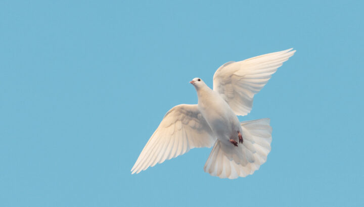 鳥のフンのスピリチュアルな意味は？鳥のフンは吉兆！