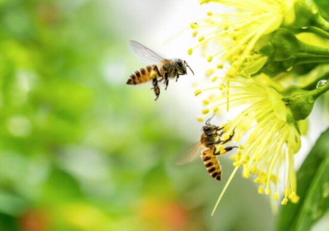 蜂が寄ってくるスピリチュアルな意味とは？蜂は幸運の前兆のサイン？