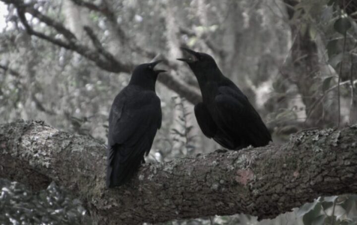 カラスがうるさい時の予兆とは？鳴く回数で地震がわかる？朝や昼に異常に鳴く理由