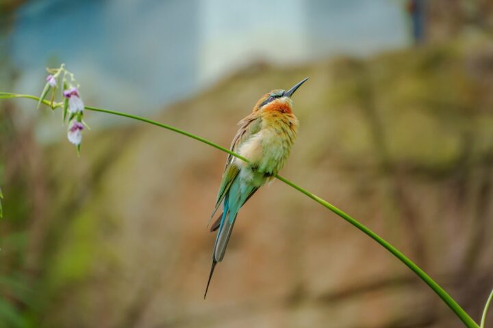 鳥の鳴き声をよく耳にするようになる