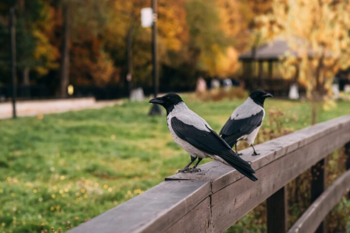 カラスはスピリチュアルで幸運の兆し？朝見かけたり2羽なのは？