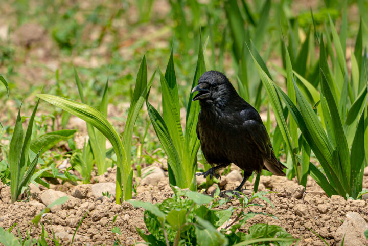 カラスが表すスピリチュアルな「悪い」メッセージ・意味