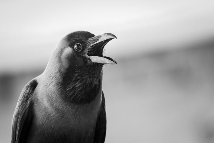 カラスの鳴き声が示すスピリチュアルなメッセージ・意味