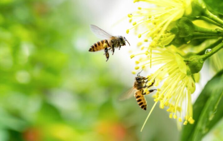 夢占いで蜂が一匹出てくる夢は？スズメバチ一匹の場合は？蜂に追いかけられる夢の意味！