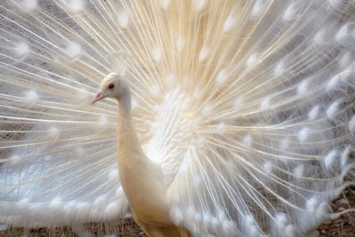 アルビノの生き物を目にする